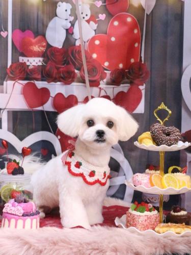 20250209とろろちゃん